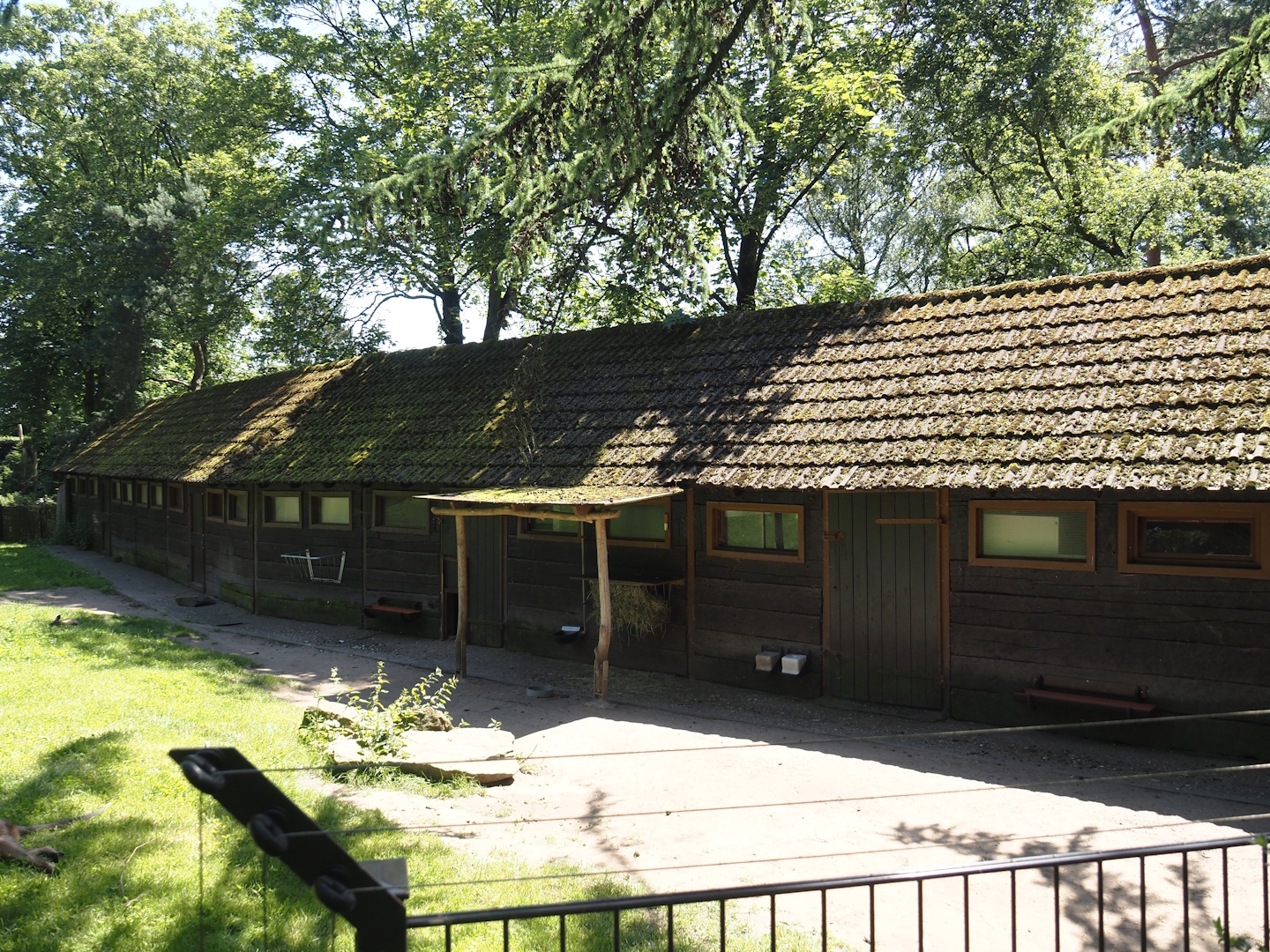 Agile wallaby, Eastern wallaroo and Swamp wallaby barn, 2024-06-08