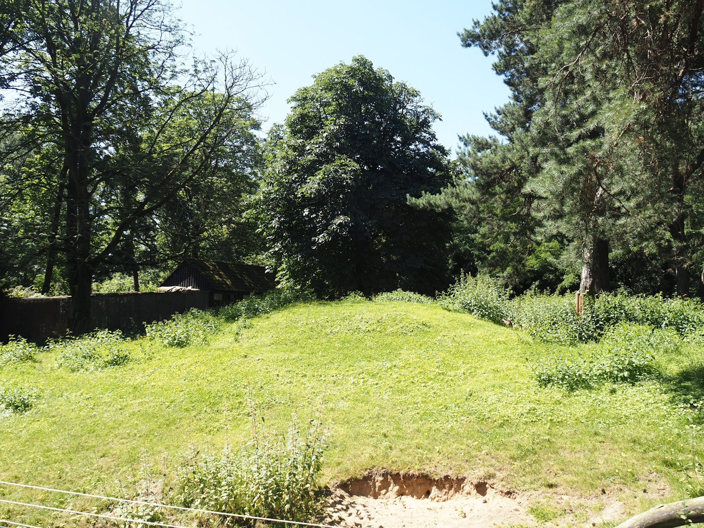 Agile wallaby, Eastern wallaroo and Swamp wallaby exhibit, 2024-06-08