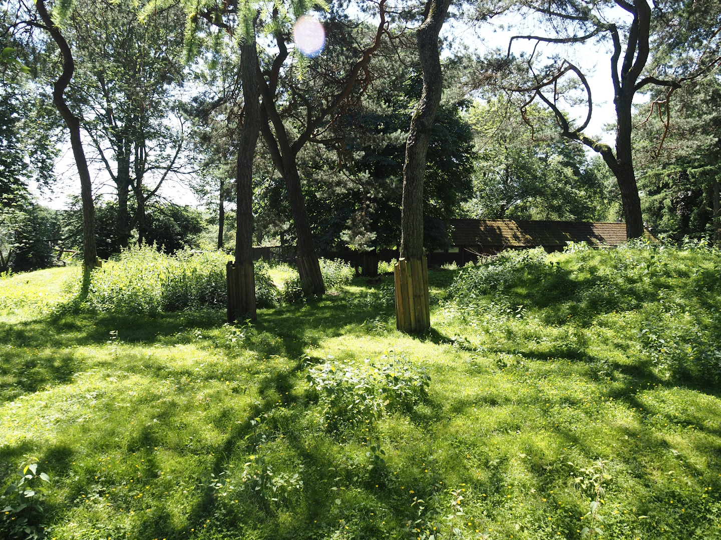 Agile wallaby, Eastern wallaroo and Swamp wallaby exhibit, 2024-06-08