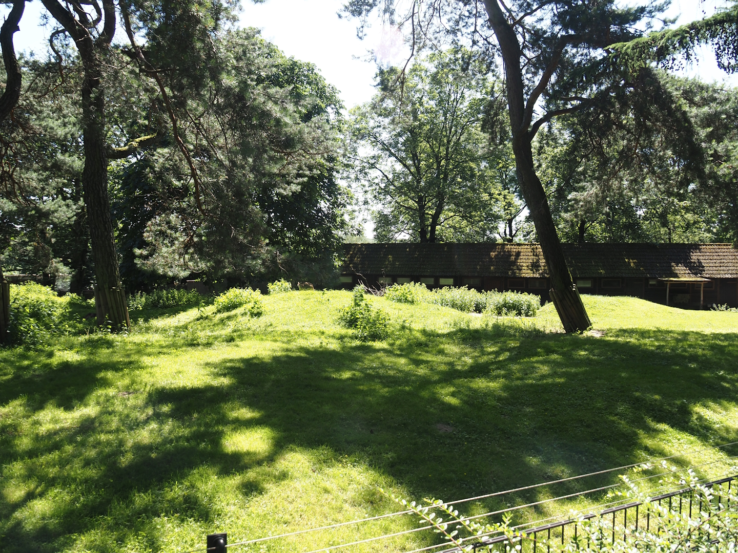 Agile wallaby, Eastern wallaroo and Swamp wallaby exhibit, 2024-06-08