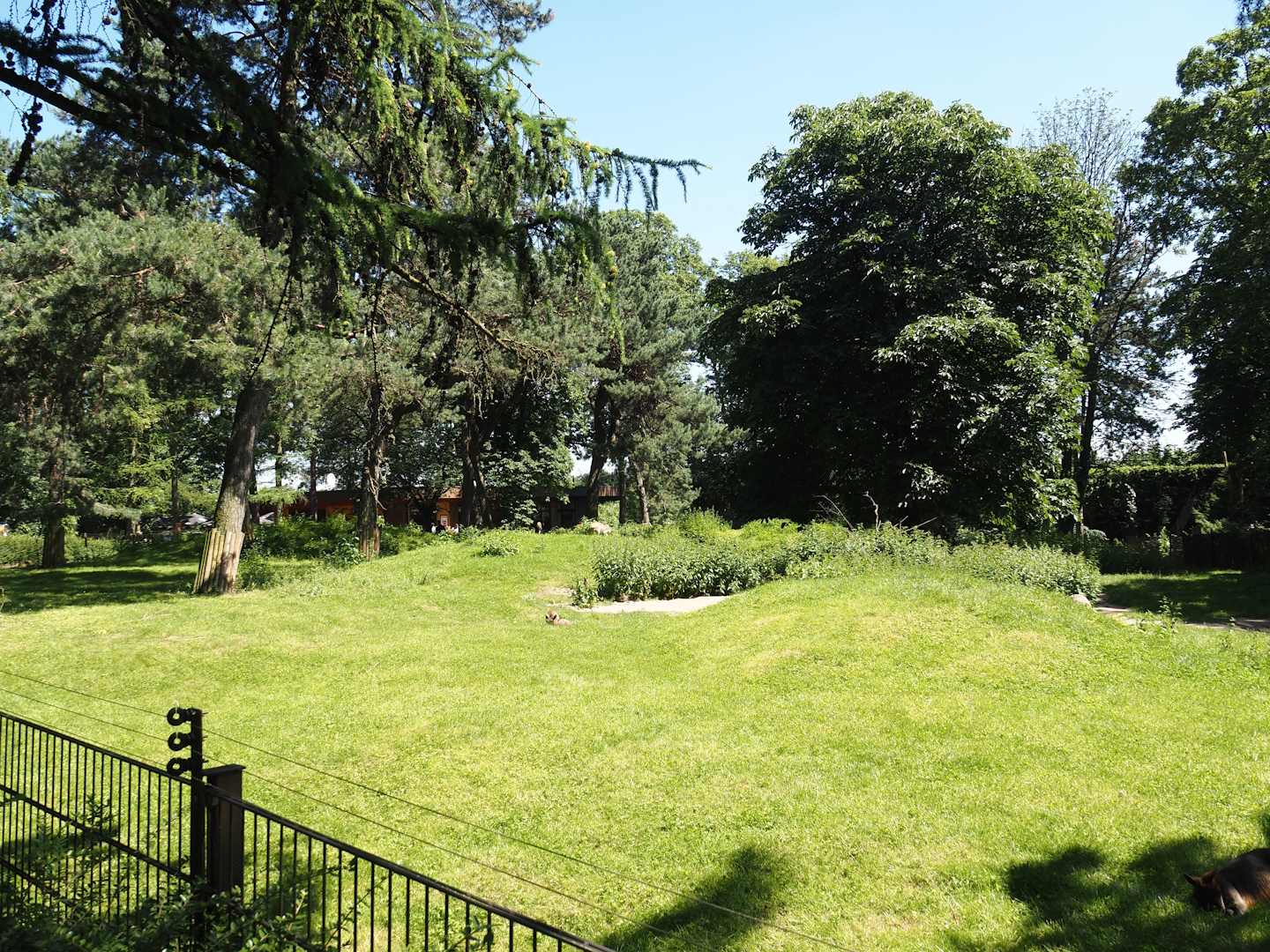 Agile wallaby, Eastern wallaroo and Swamp wallaby exhibit, 2024-06-08