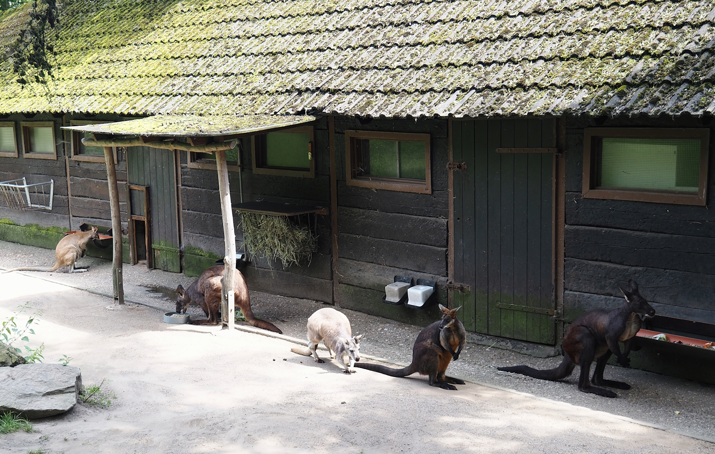 Agile wallaby, Eastern wallaroo and Swamp wallaby in one view, 2024-06-08