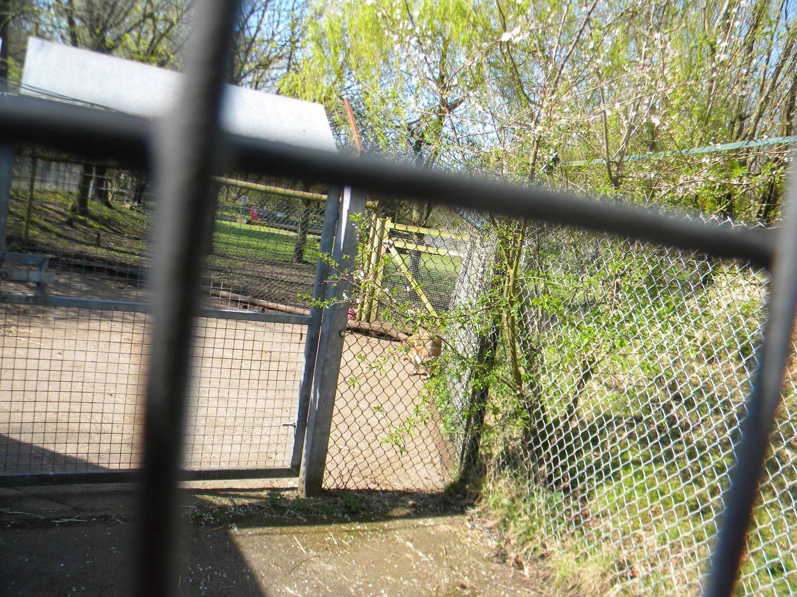 Agile Wallaby enclosure at Blackpool Zoo 10th April 2011