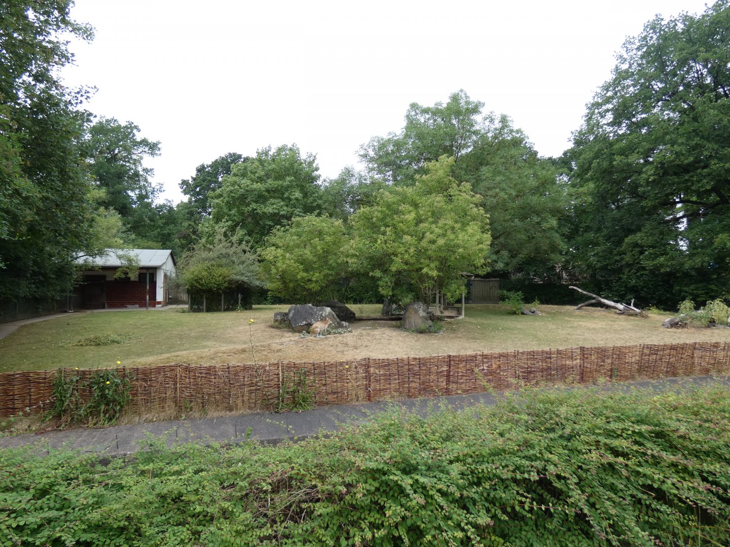 Agile Wallaby enclosure