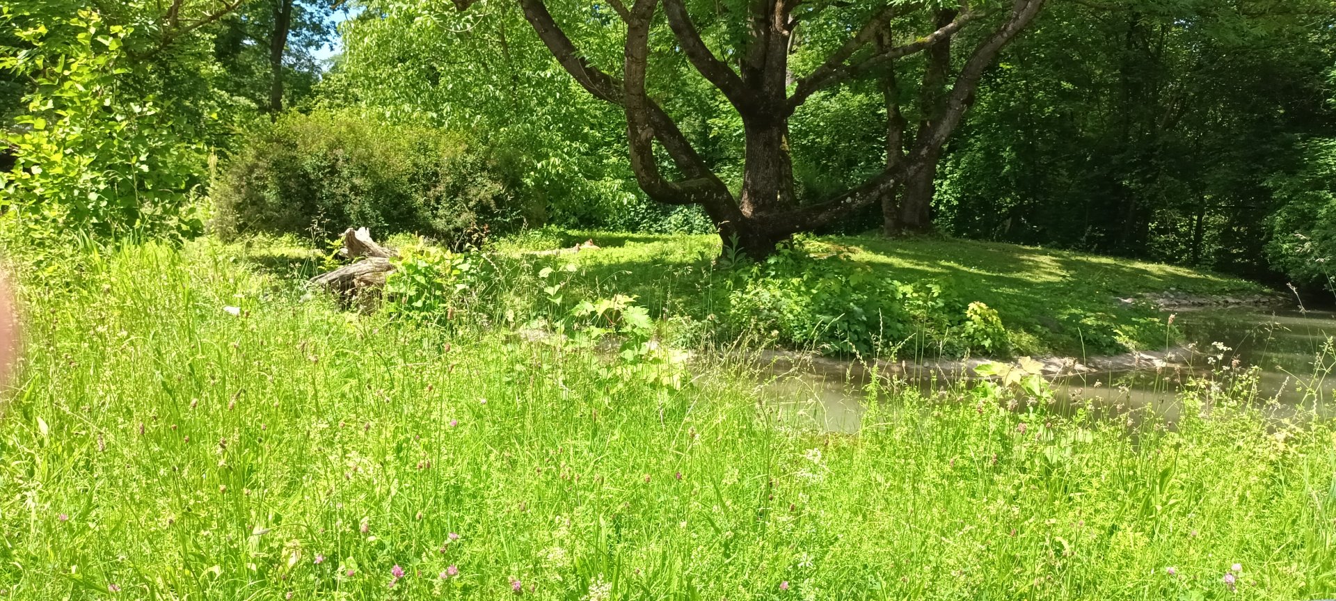 Agile Wallaby Enclosure