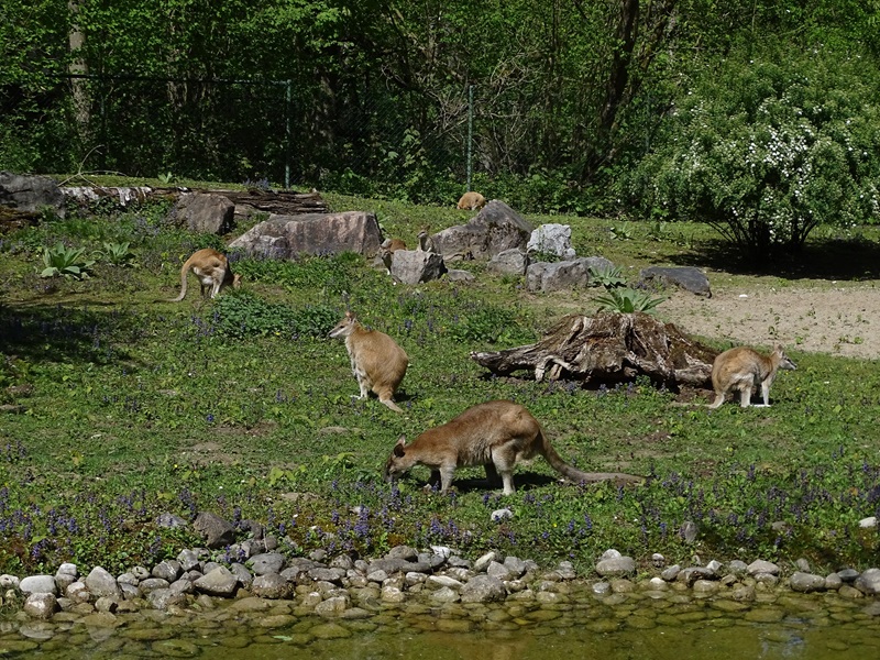 Agile wallaby enclosure