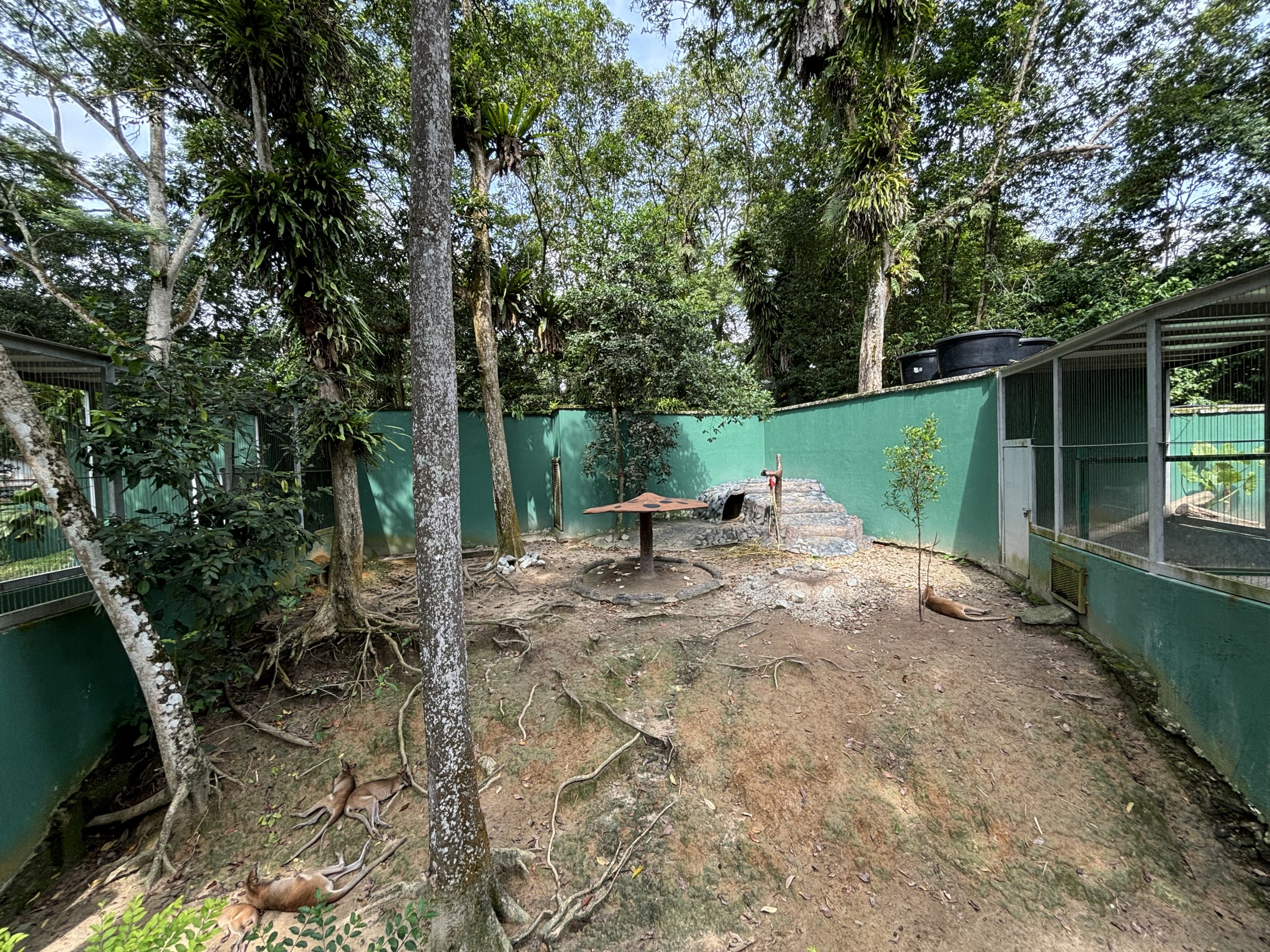 Agile Wallaby Exhibit #1