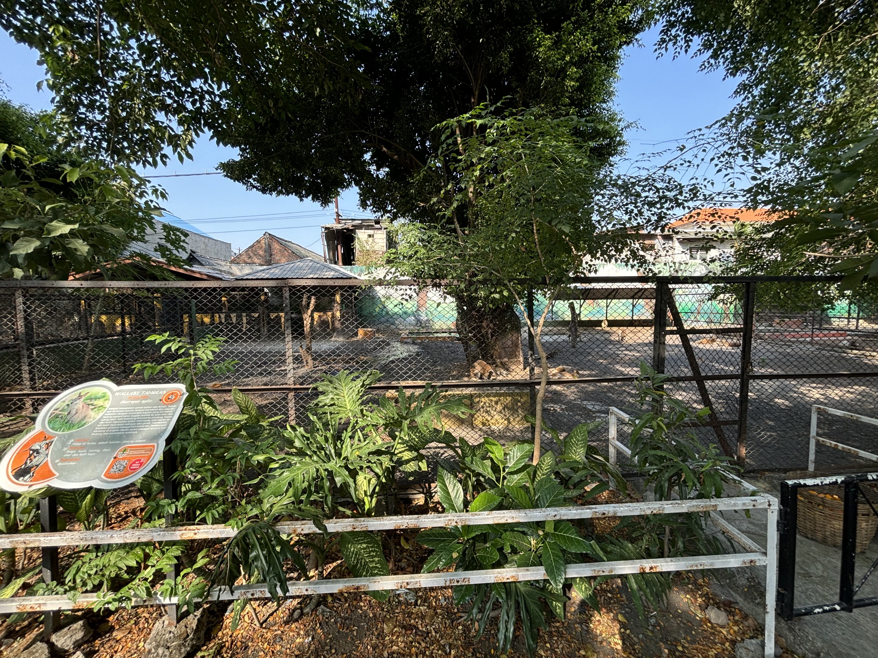 Agile Wallaby Exhibit #1