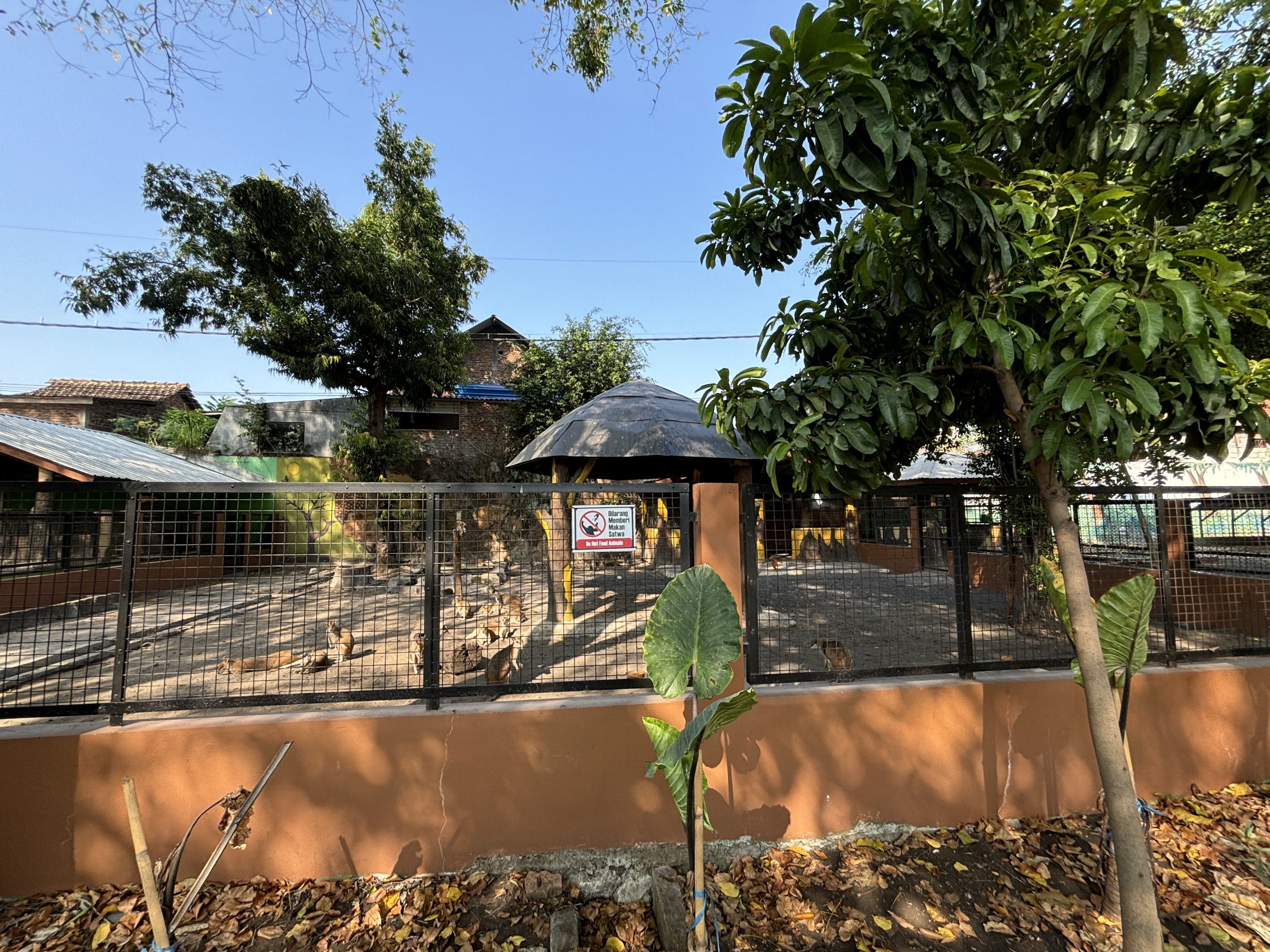 Agile Wallaby Exhibit #2