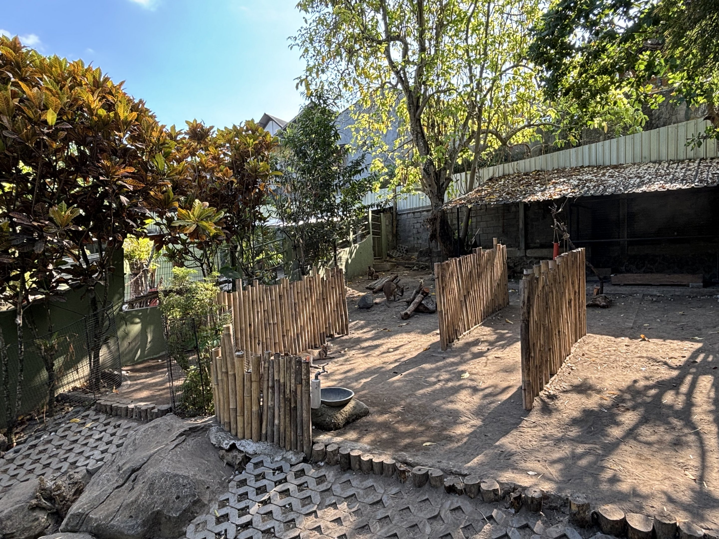 Agile Wallaby Exhibit #2