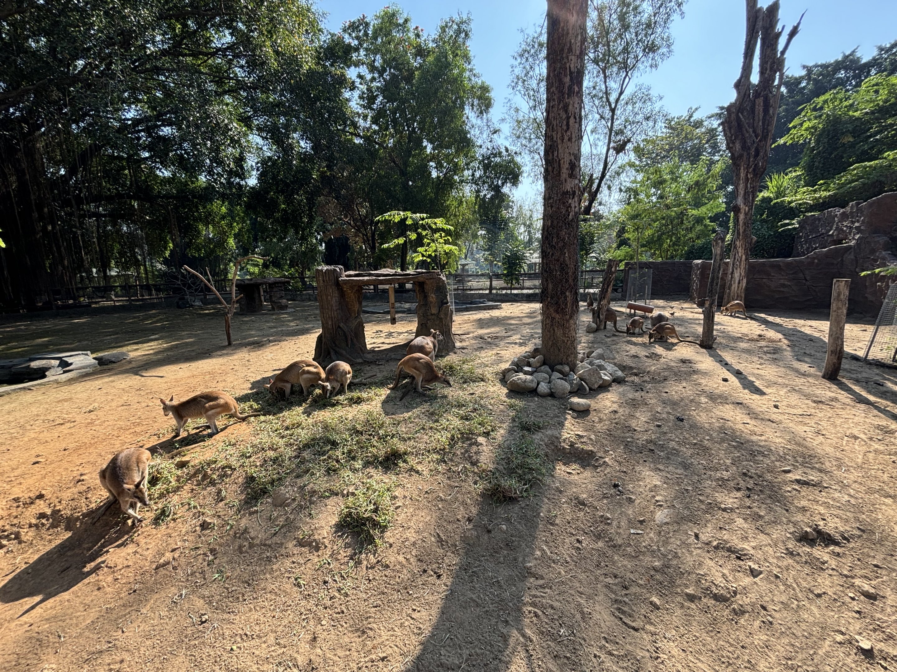 Agile Wallaby Exhibit - Solo Safari