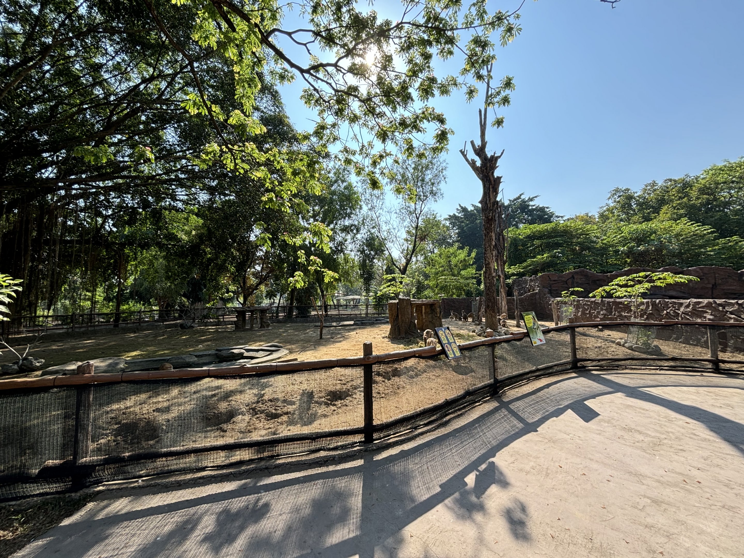 Agile Wallaby Exhibit - Solo Safari