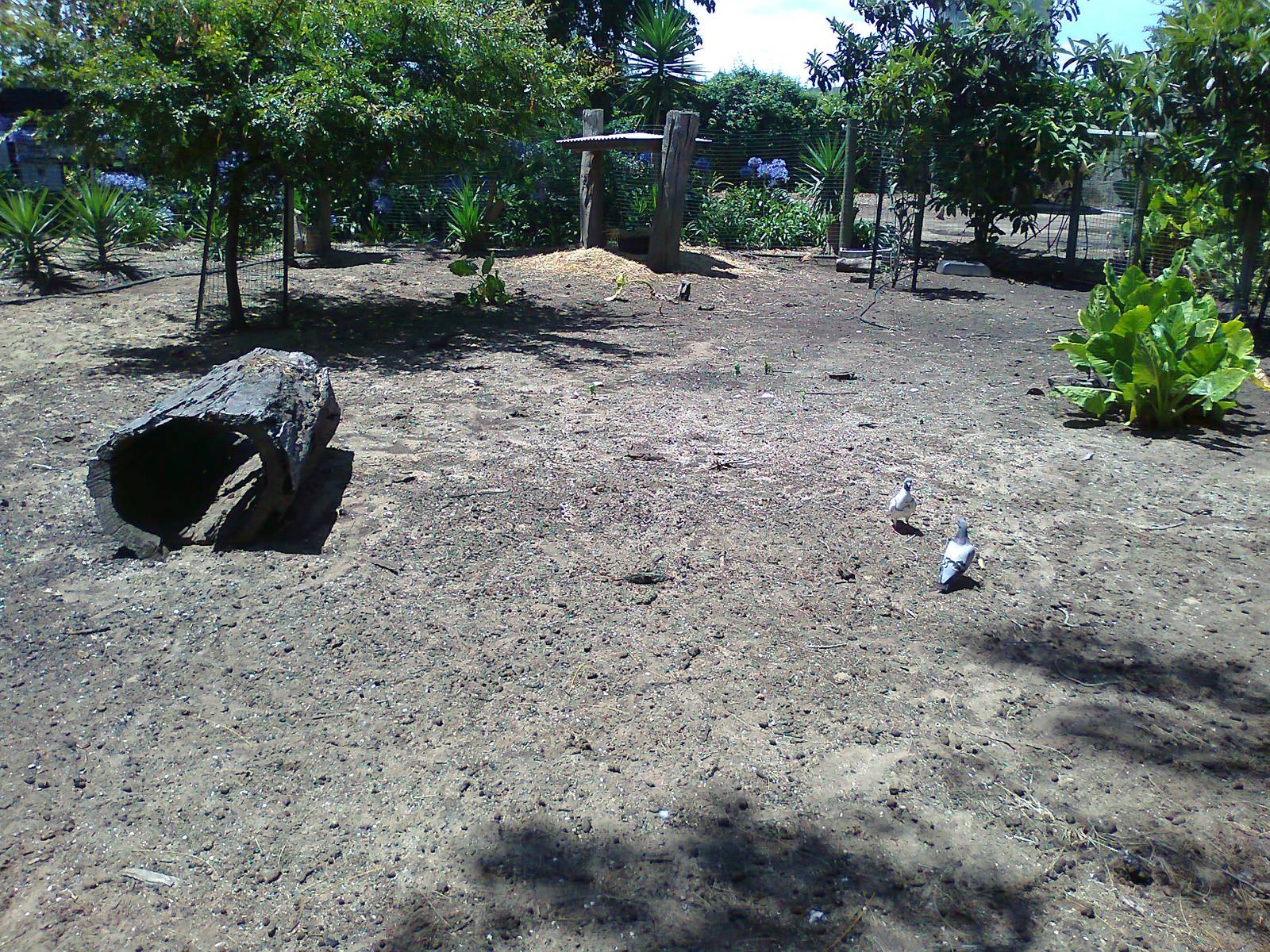 Agile Wallaby exhibit
