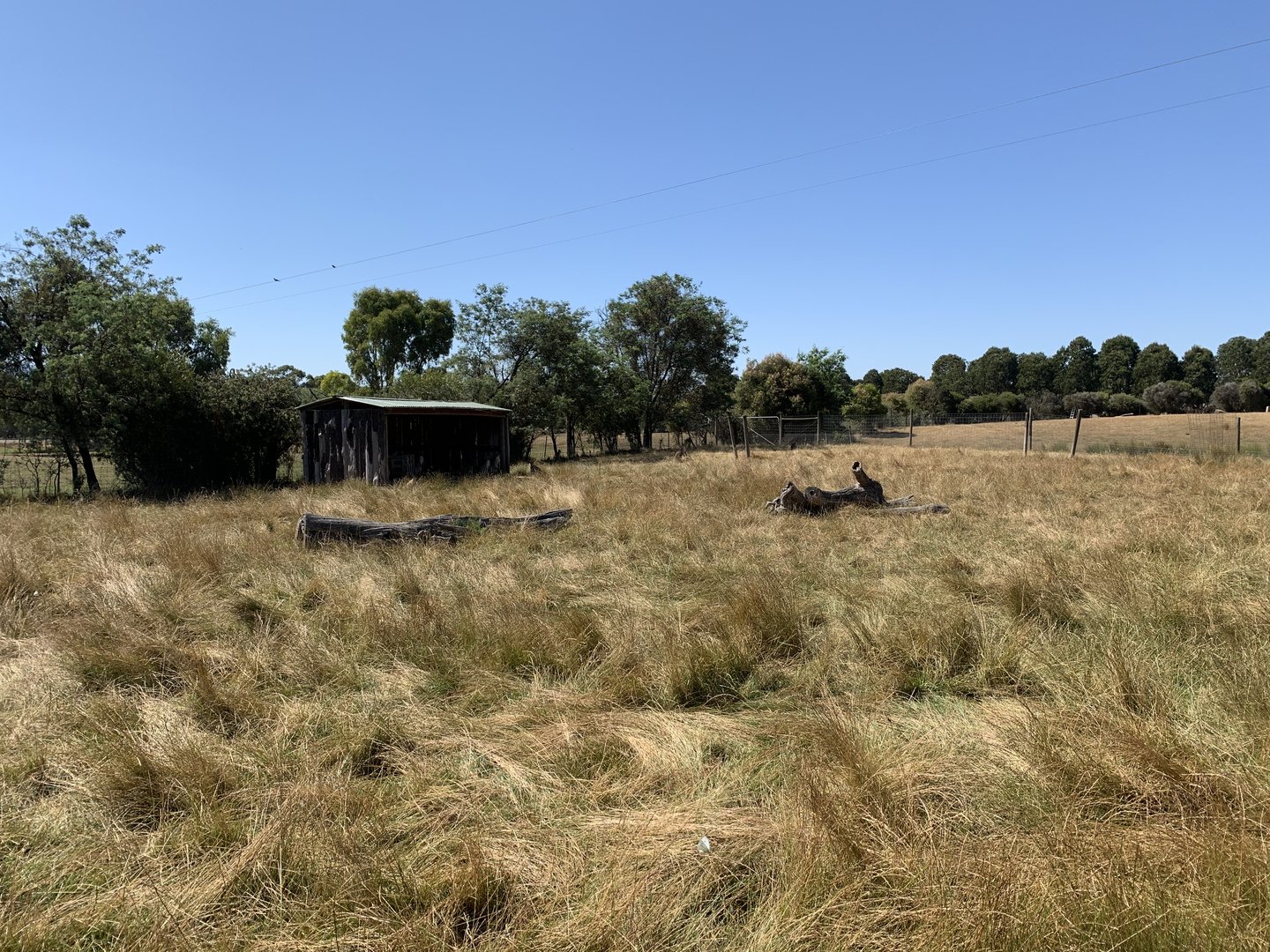 Agile Wallaby Exhibit
