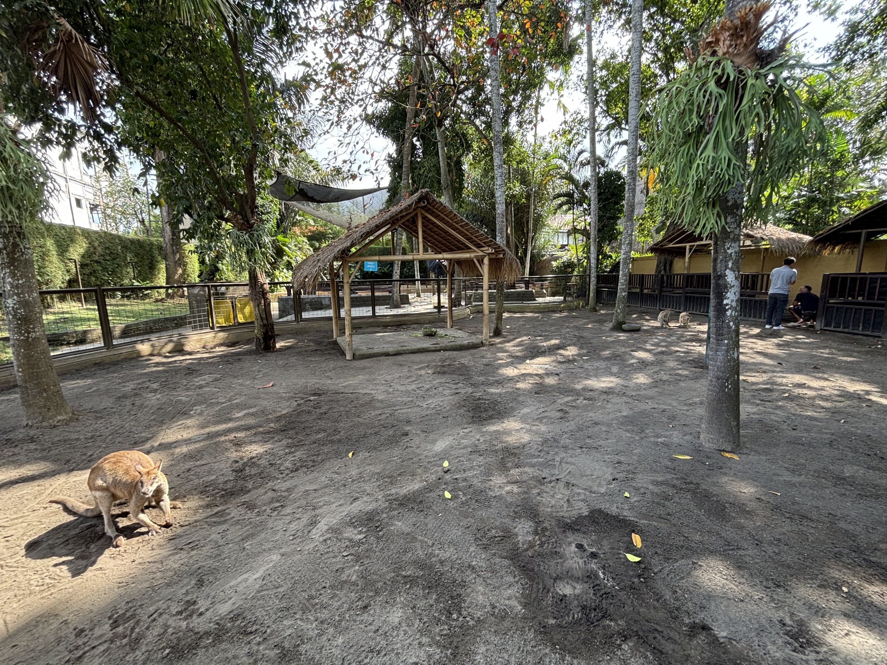 Agile Wallaby Exhibit