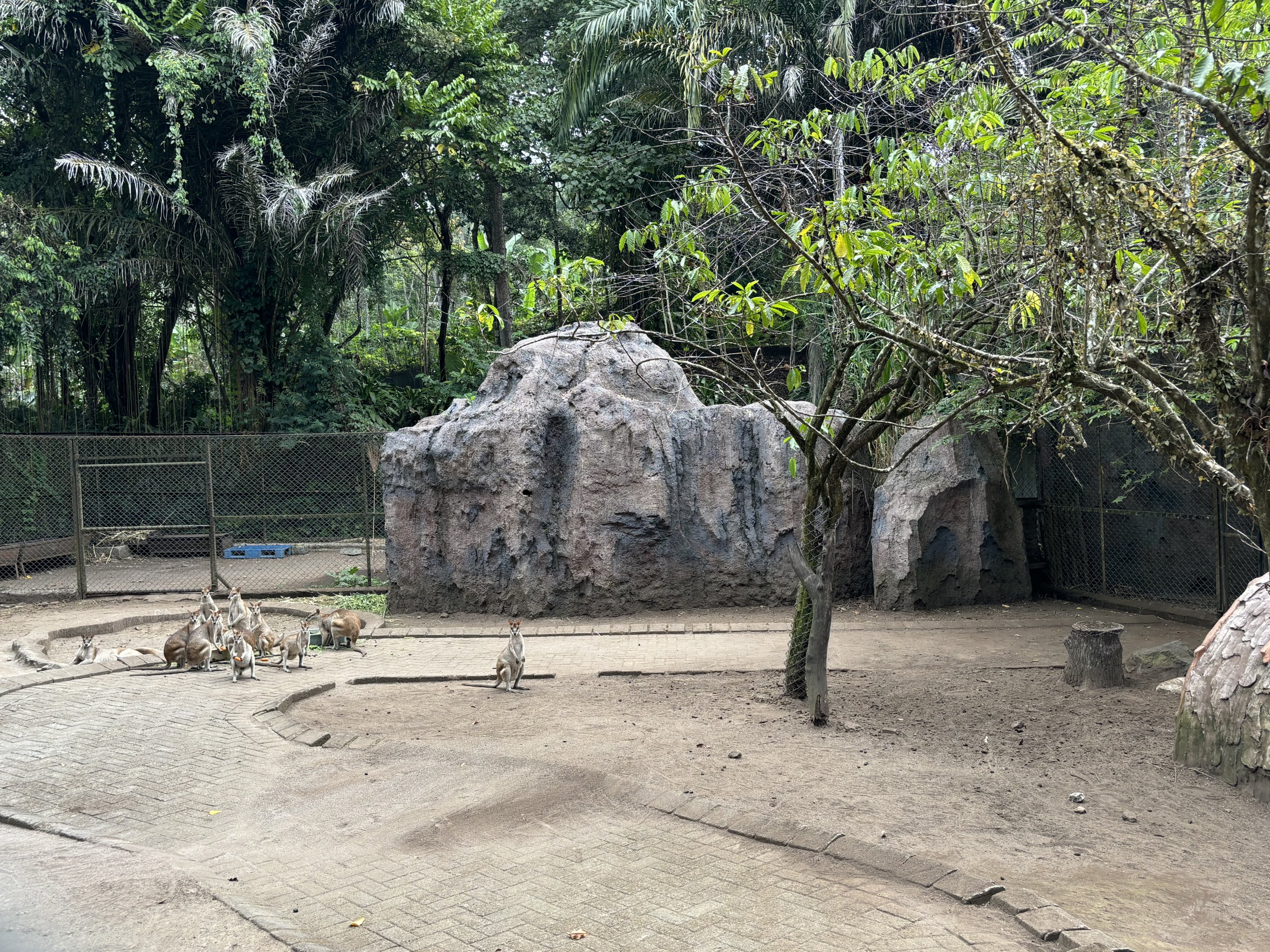 Agile Wallaby Exhibit