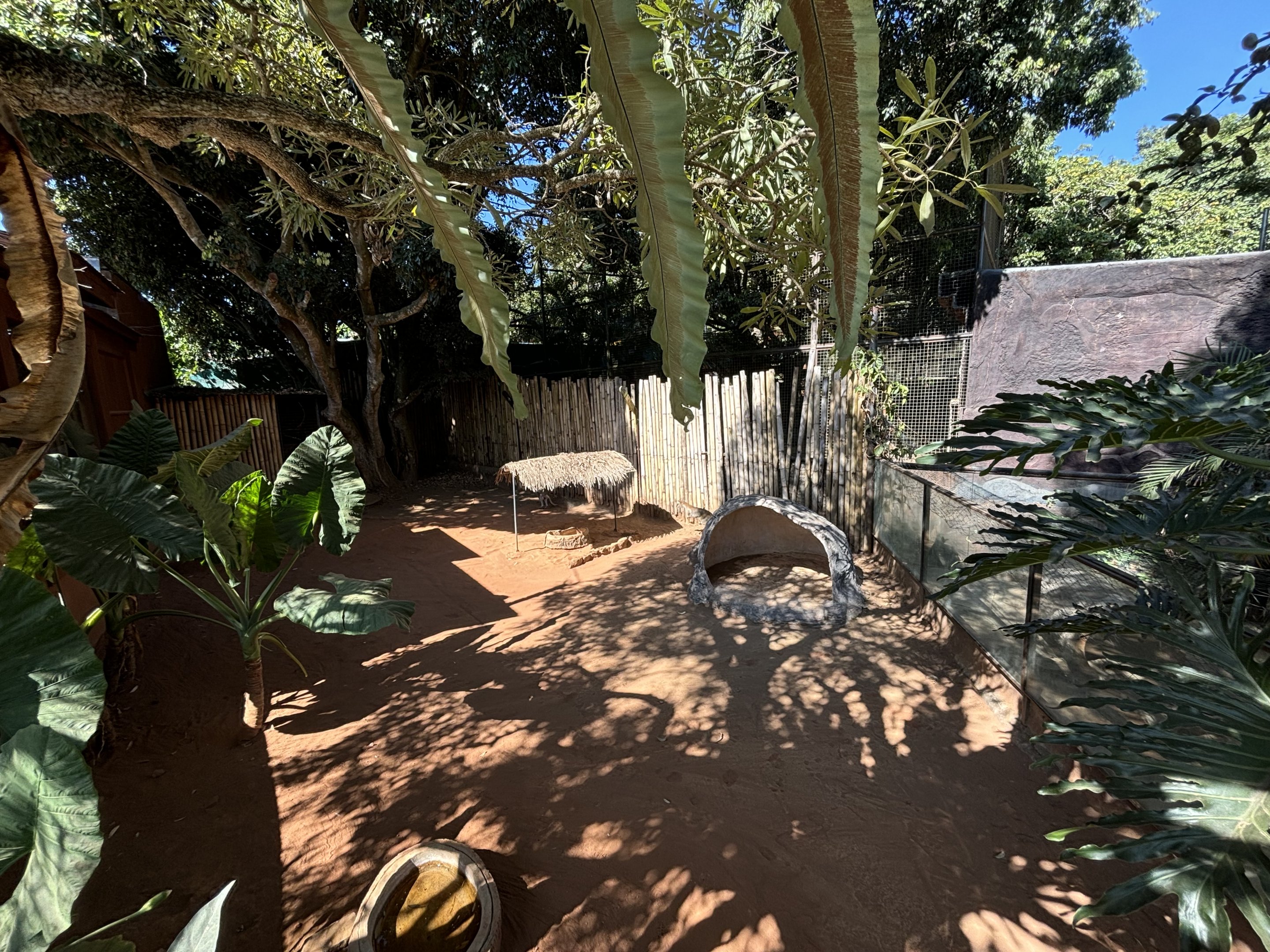 Agile Wallaby Exhibit