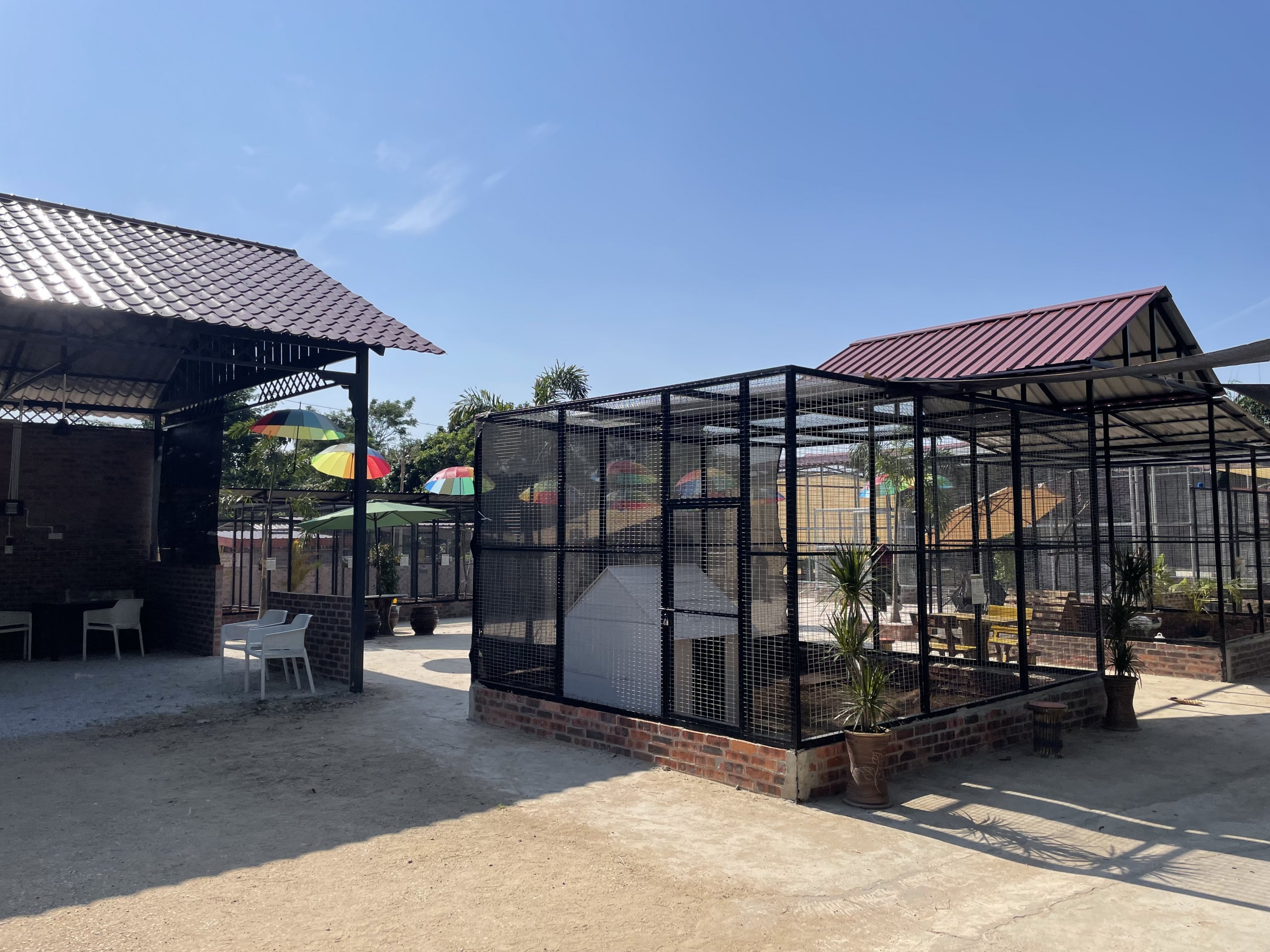 Agile Wallaby Exhibit