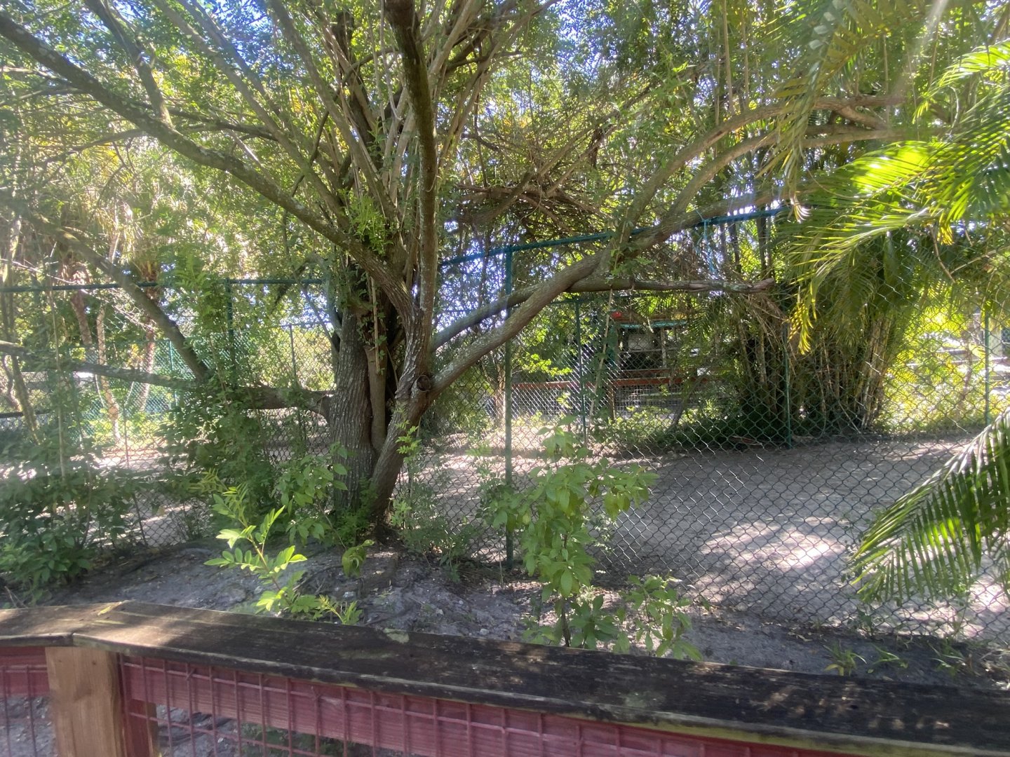 Agile Wallaby/Gopher Tortoise Exhibit