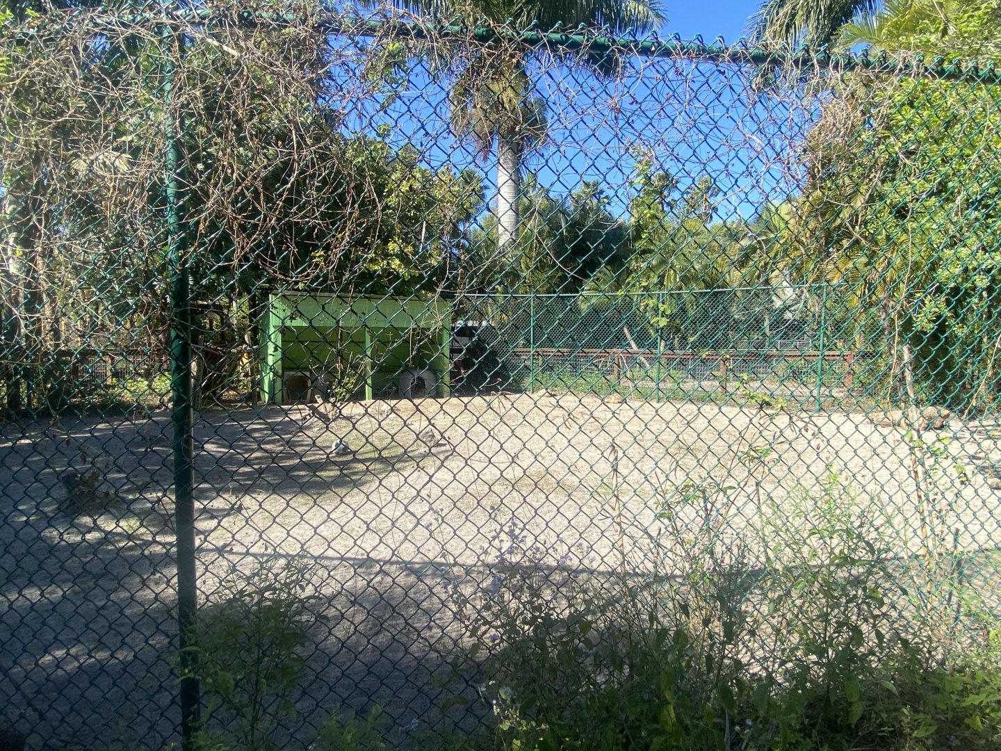 Agile Wallaby/Gopher Tortoise Exhibit