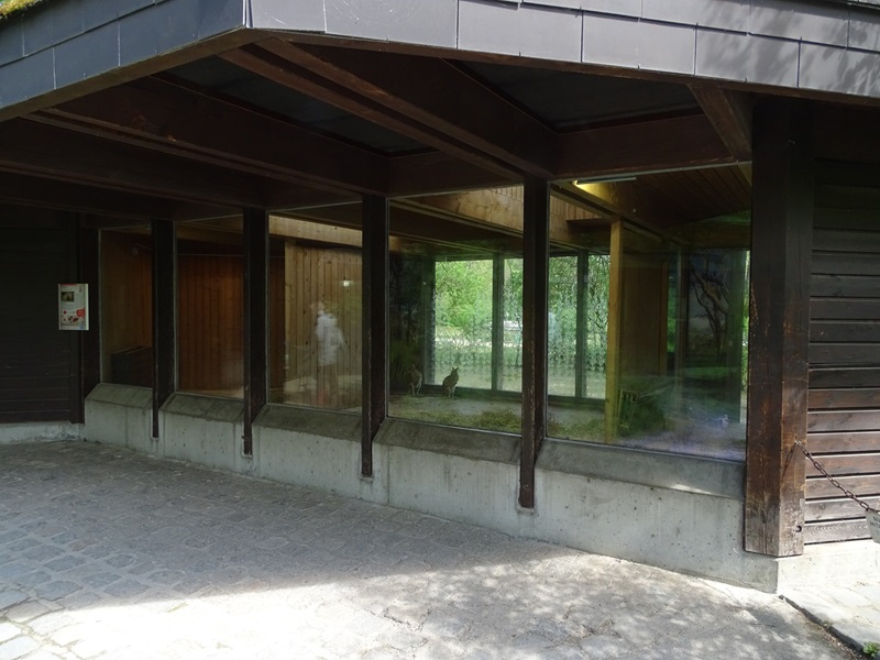 Agile wallaby indoor enclosure