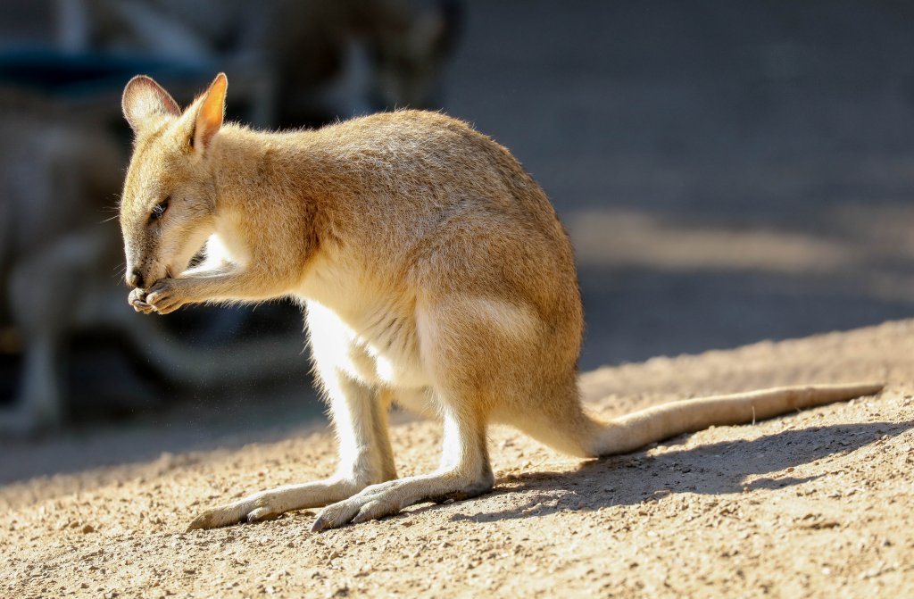 Agile Wallaby juvenile