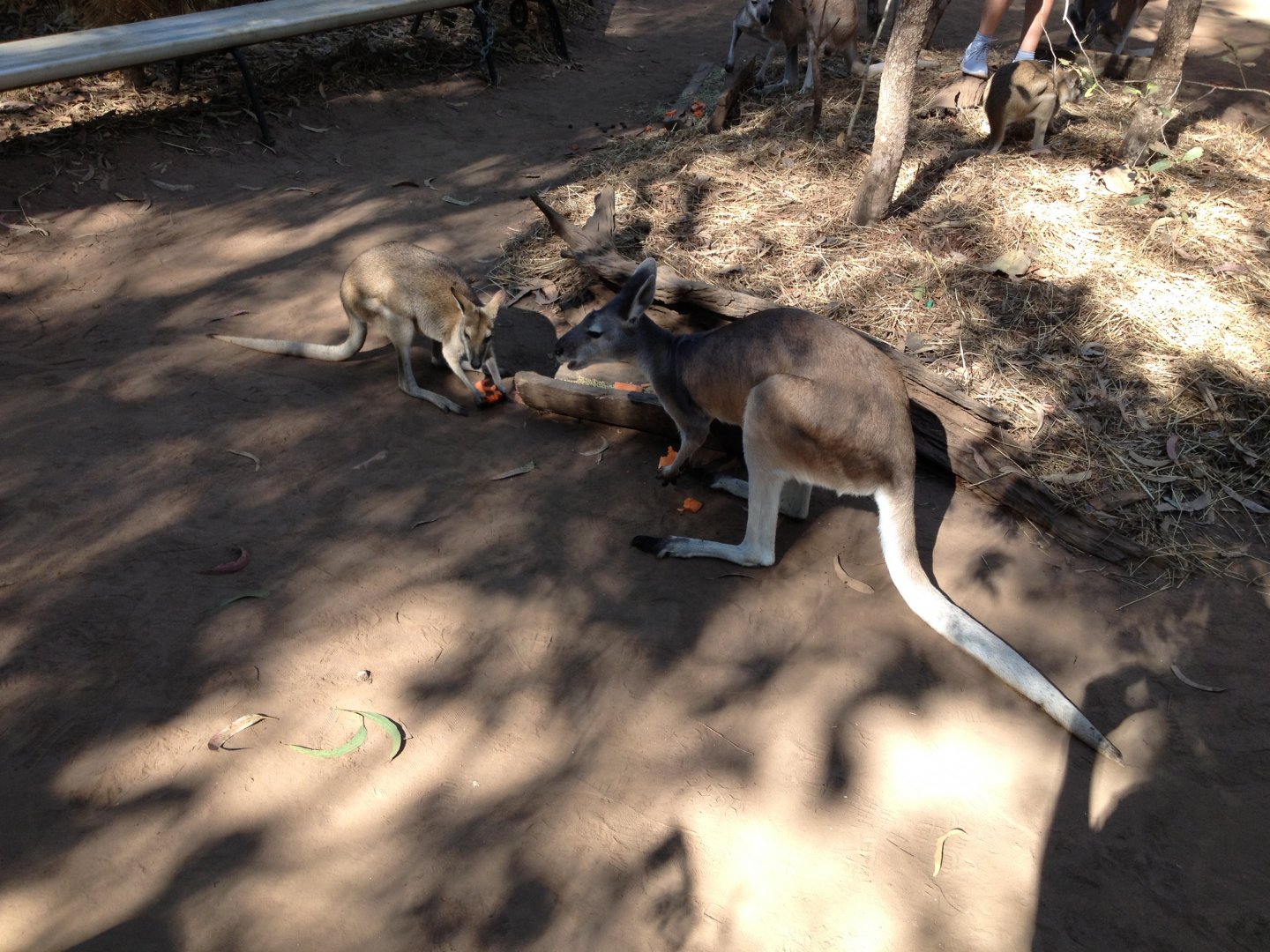 Agile Wallaby (Macropus agilis) & Antilopine Wallaroo (Macropus antilopinus)
