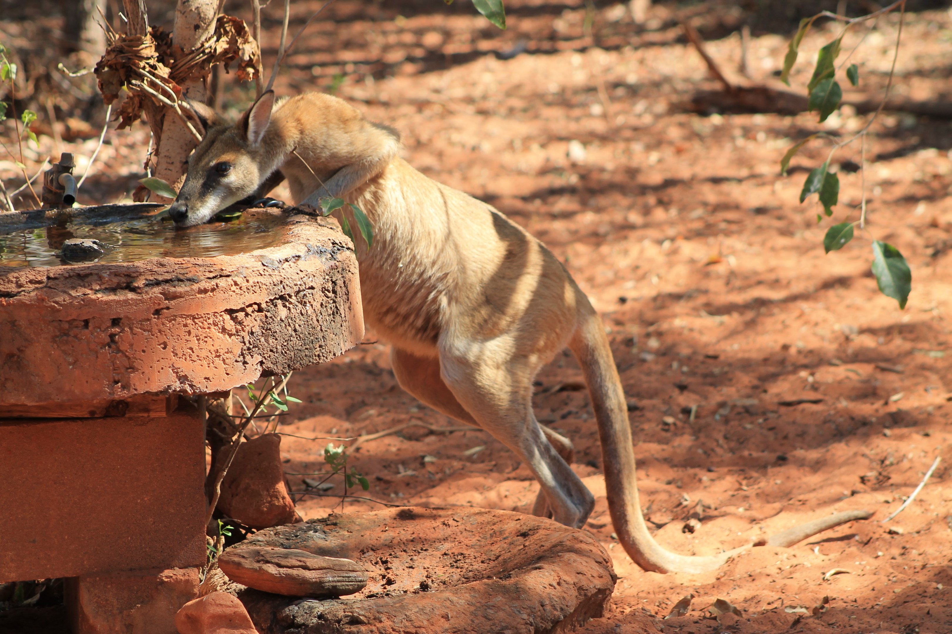 Agile Wallaby (Macropus agilis) drinking