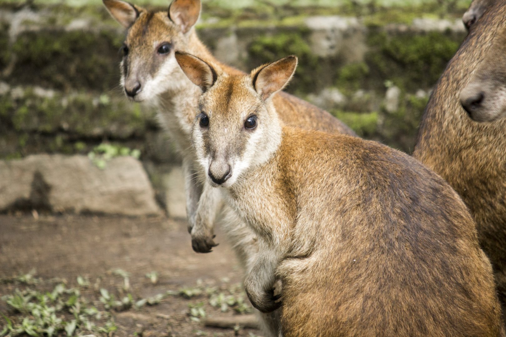 Agile wallaby, Macropus agilis (papuanus?)