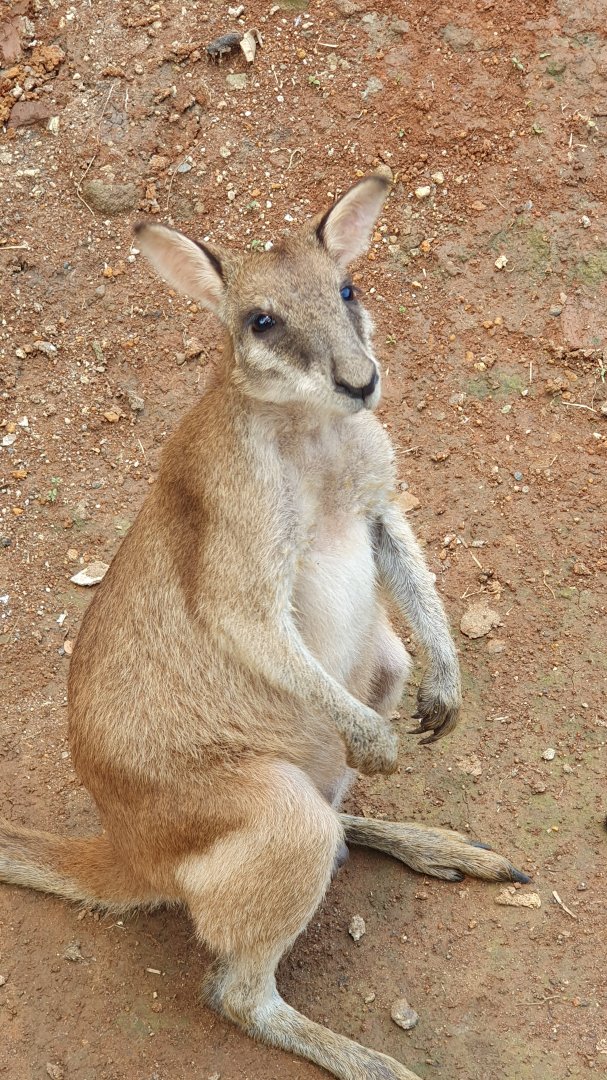Agile Wallaby (Macropus agilis) - Solo Safari