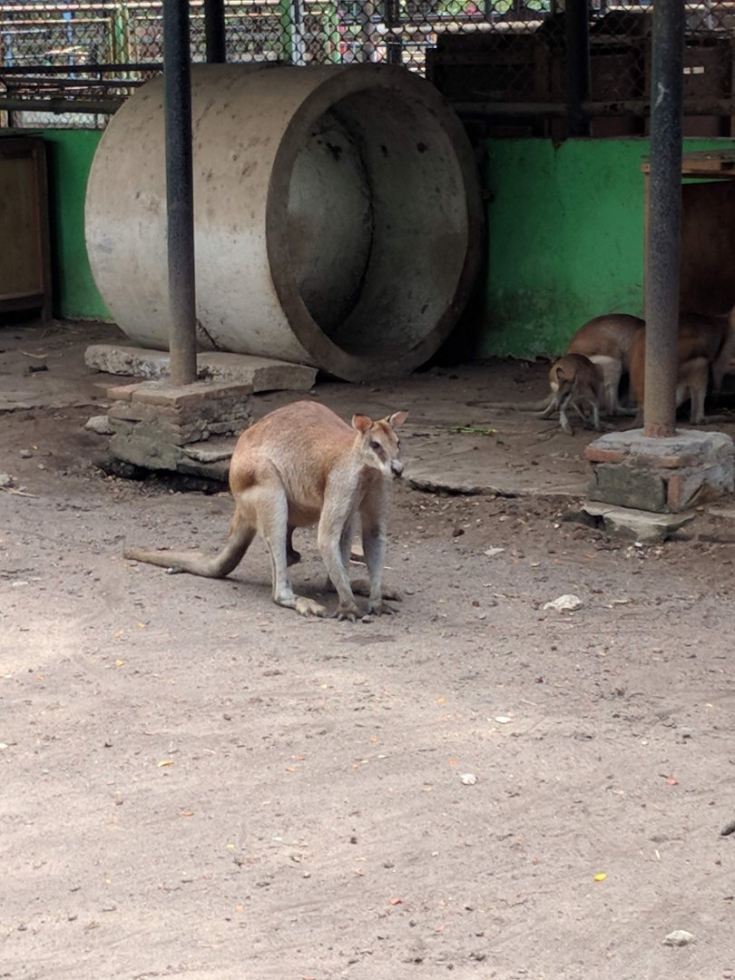 Agile Wallaby (Macropus agilis) - Taru Jurug Zoo
