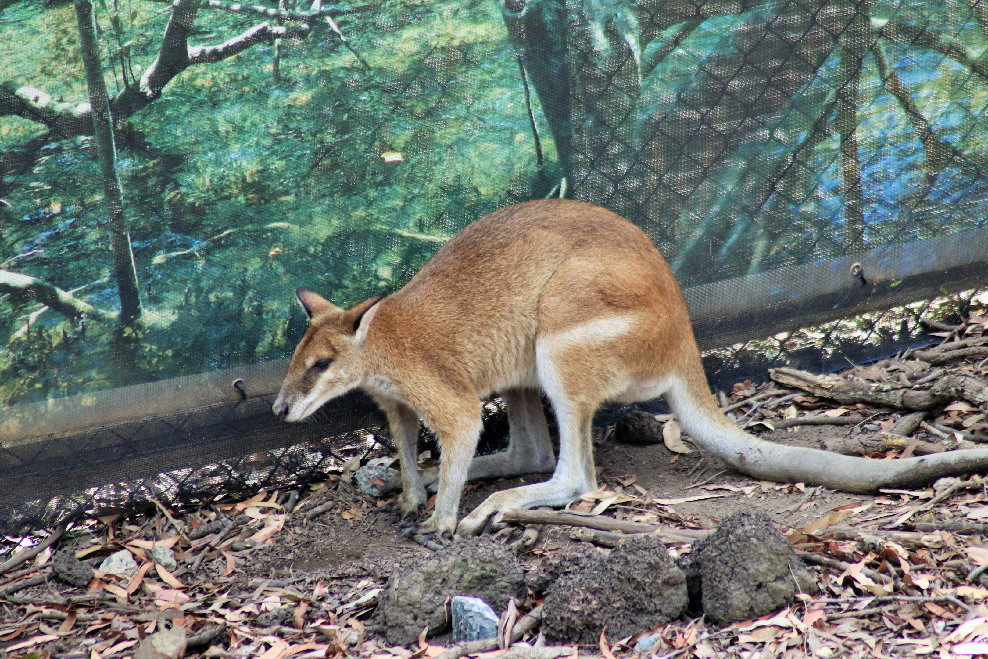 Agile Wallaby (Macropus agilis)