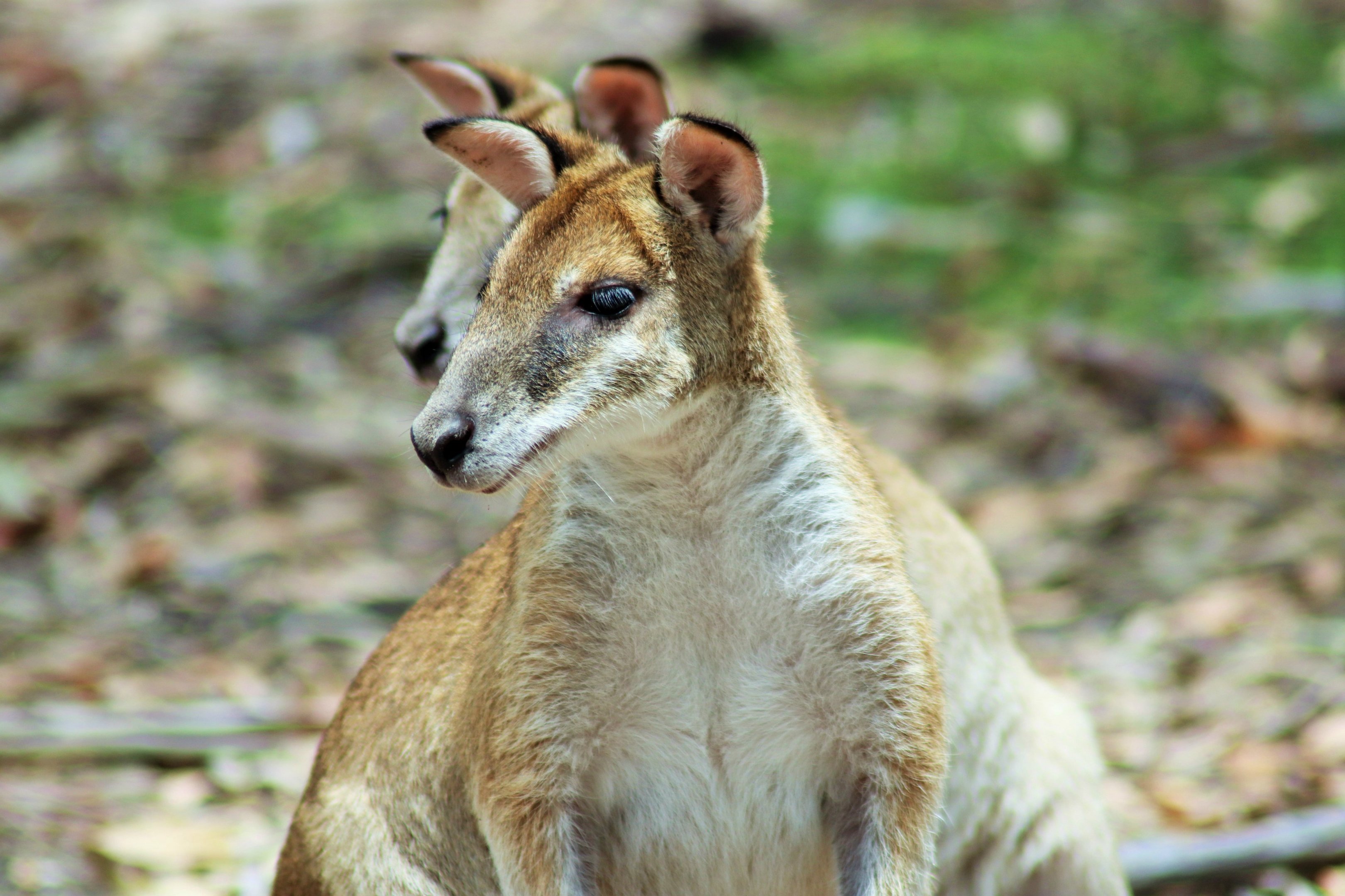 Agile Wallaby (Macropus agilis)