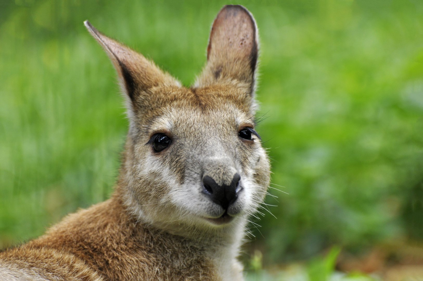 Agile wallaby (Macropus agilis)
