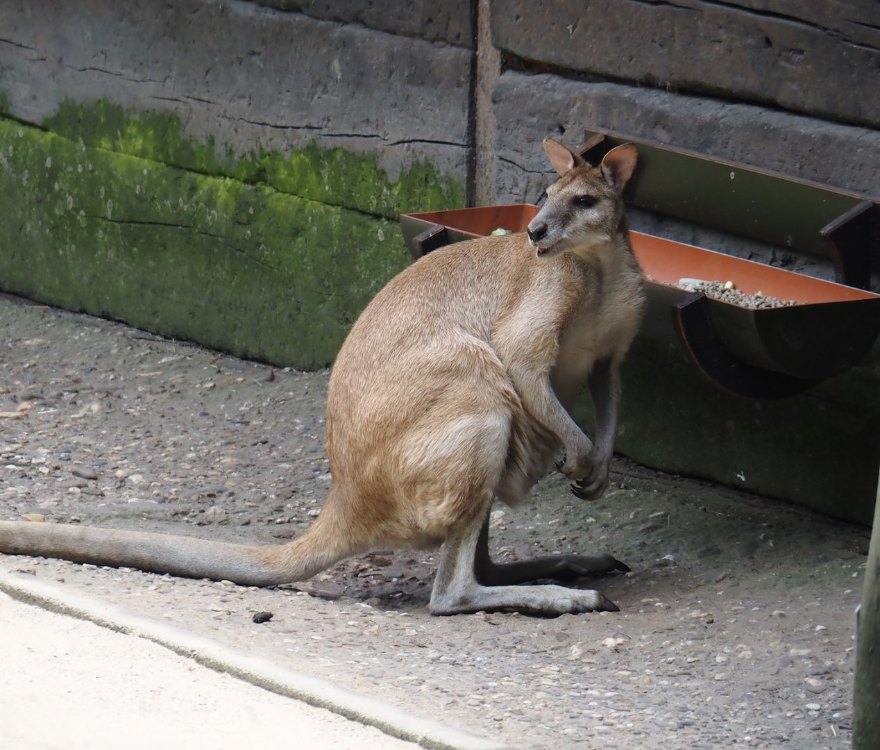 Agile wallaby (Notamacropus agilis), 2024-06-08