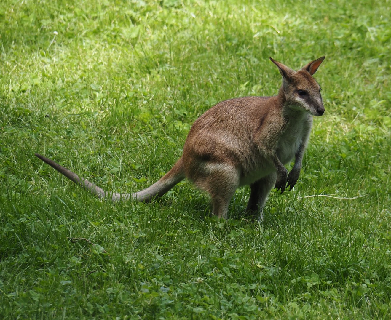 Agile wallaby (Notamacropus agilis), 2024-06-08