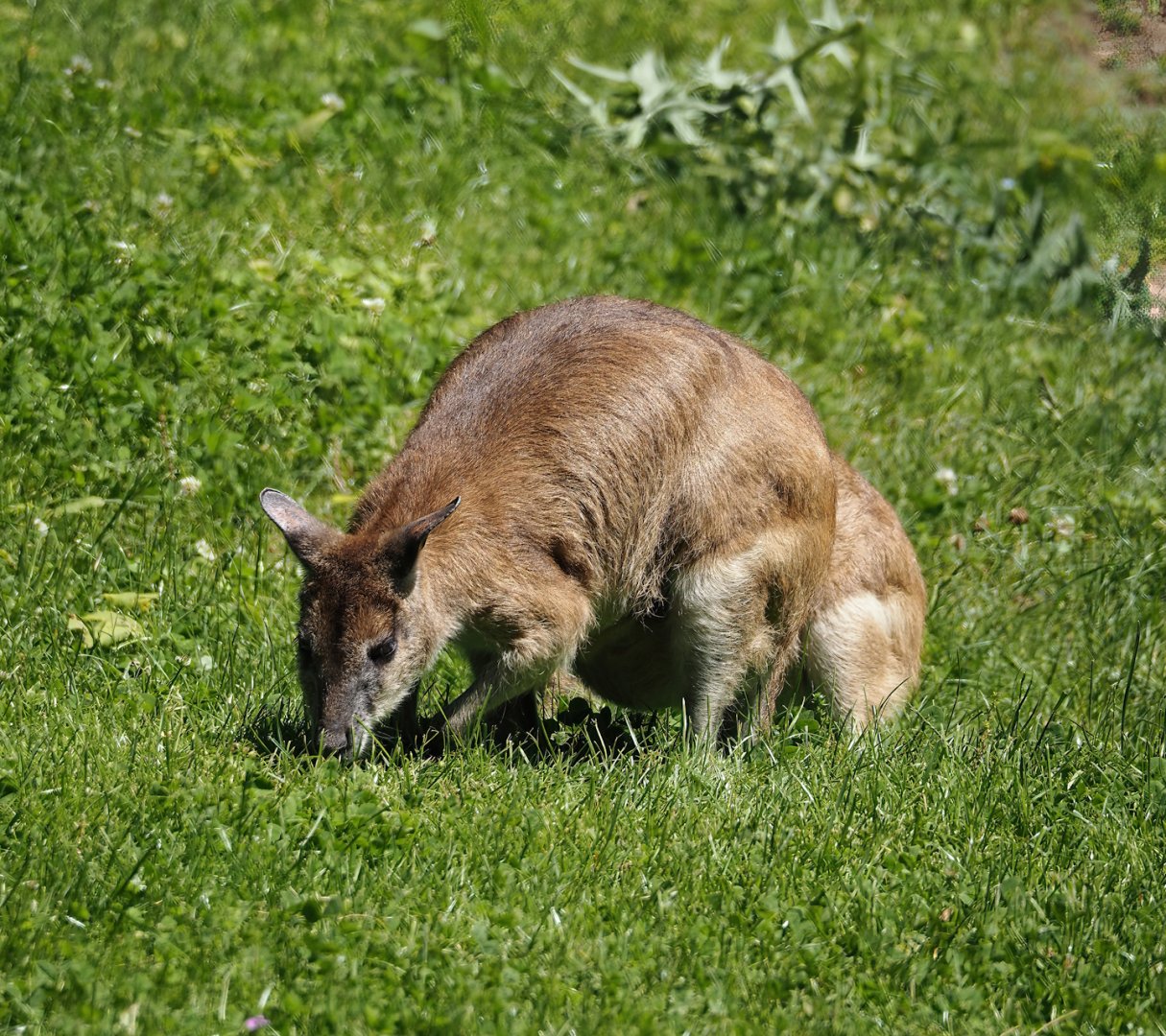 Agile wallaby (Notamacropus agilis), 2024-06-08