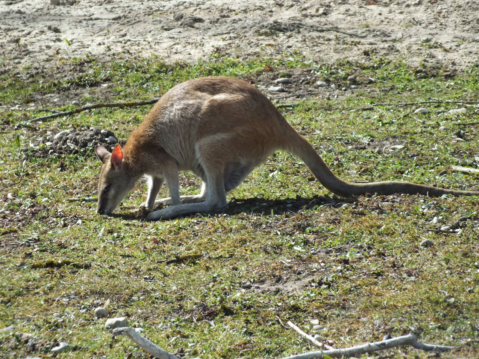 Agile Wallaby (Notamacropus agilis) at Tierpark Hellabrunn - April 9th 2015