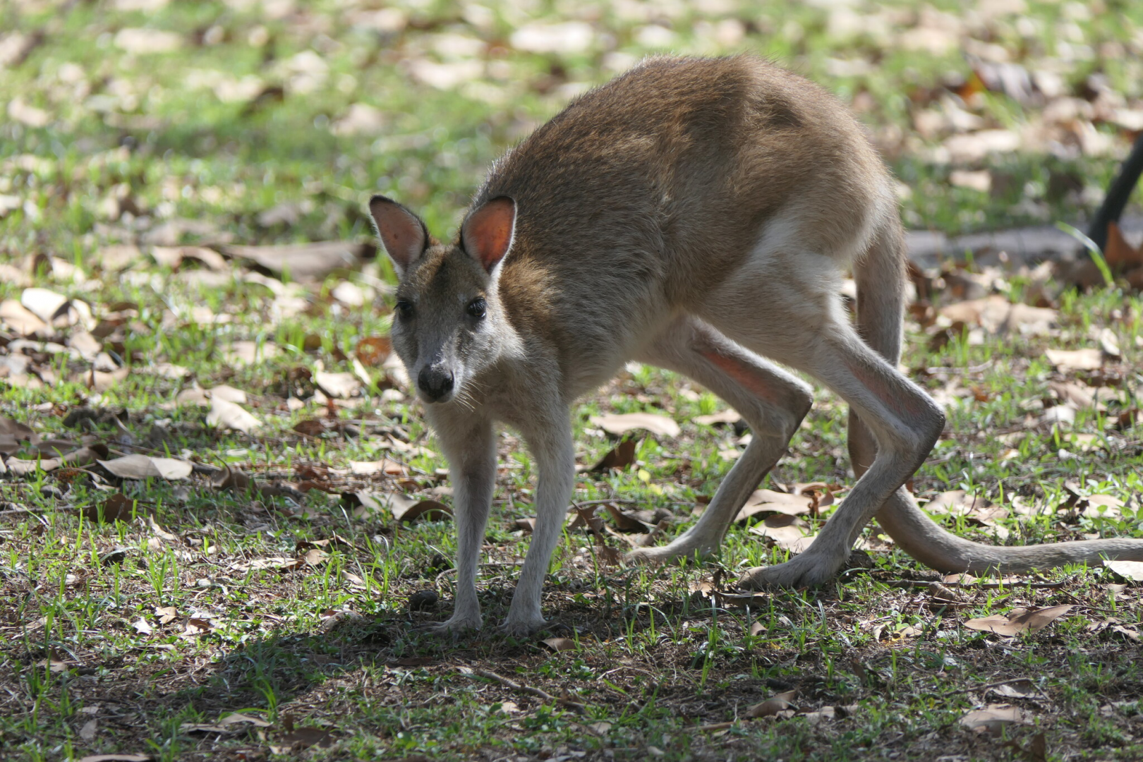 Agile Wallaby (Notamacropus agilis jardinii)