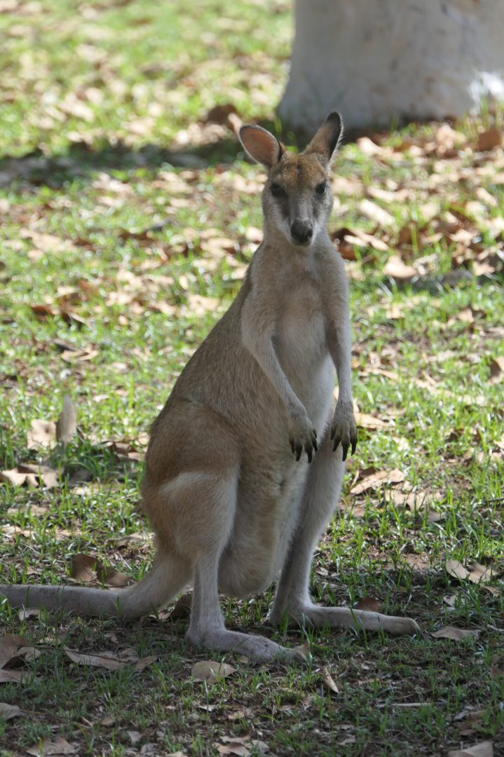 Agile Wallaby (Notamacropus agilis jardinii)