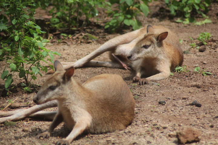 Agile wallaby (Notamacropus agilis papuanus)