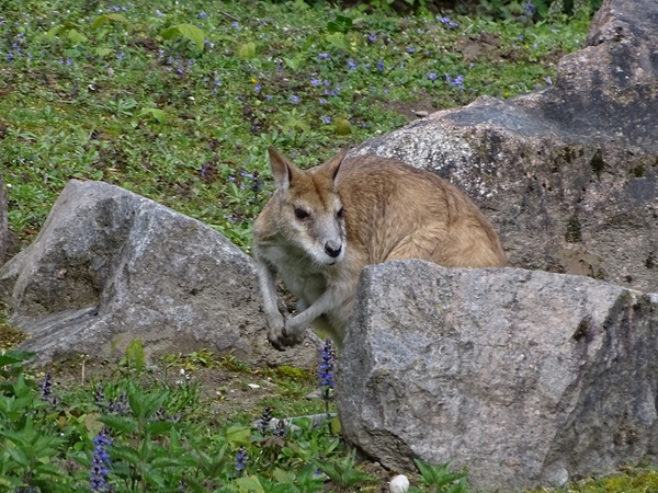 Agile wallaby (Notamacropus agilis)