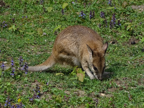 Agile wallaby (Notamacropus agilis)