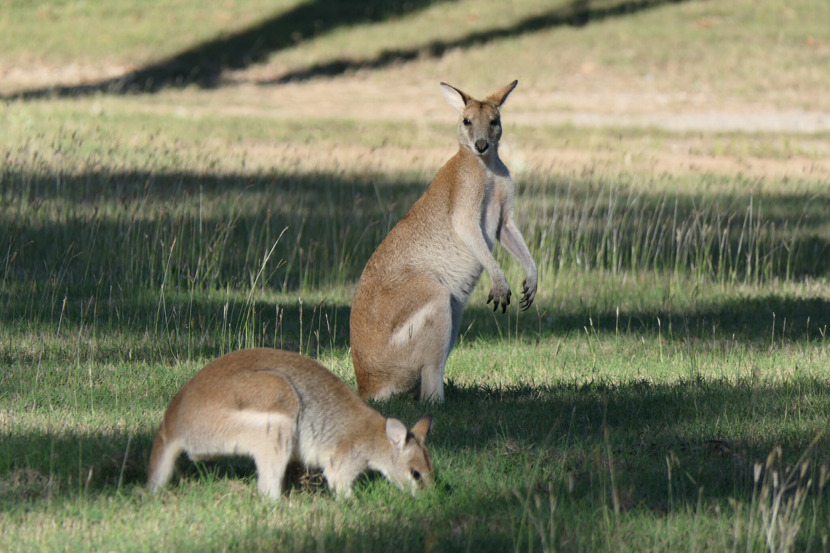 Agile Wallaby (Notamacropus agilis)
