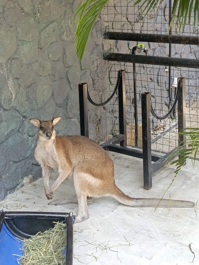 Agile Wallaby (Notamacropus agilis)