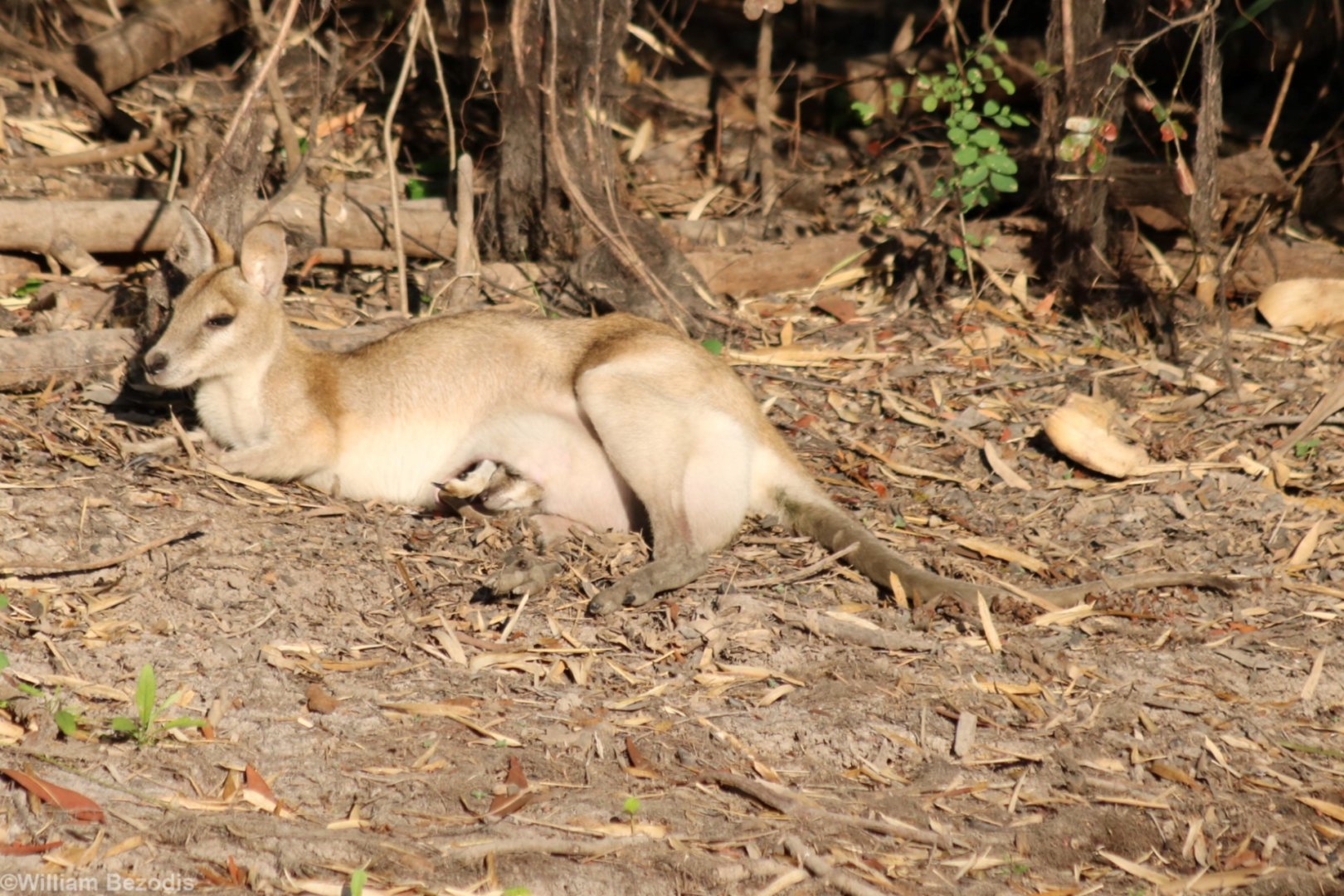 Agile Wallaby with Pouched Joey - Kakadu