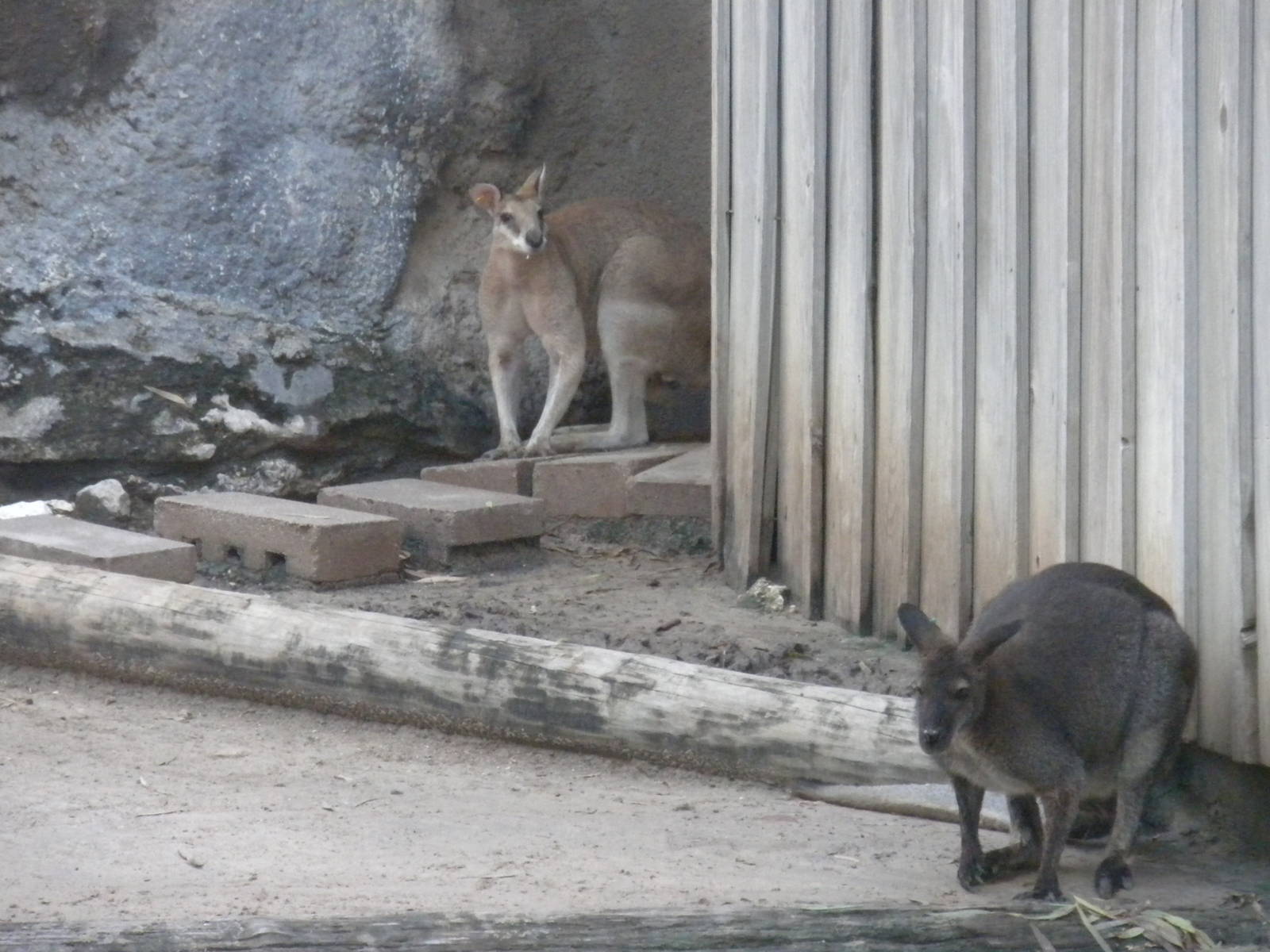 Agile Wallaby