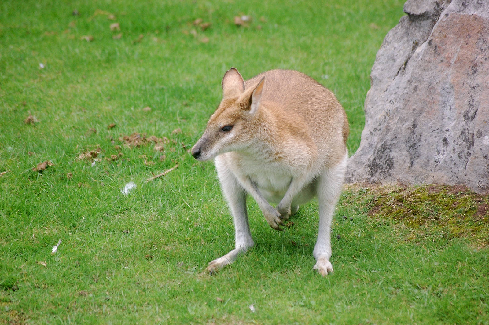 Agile Wallaby