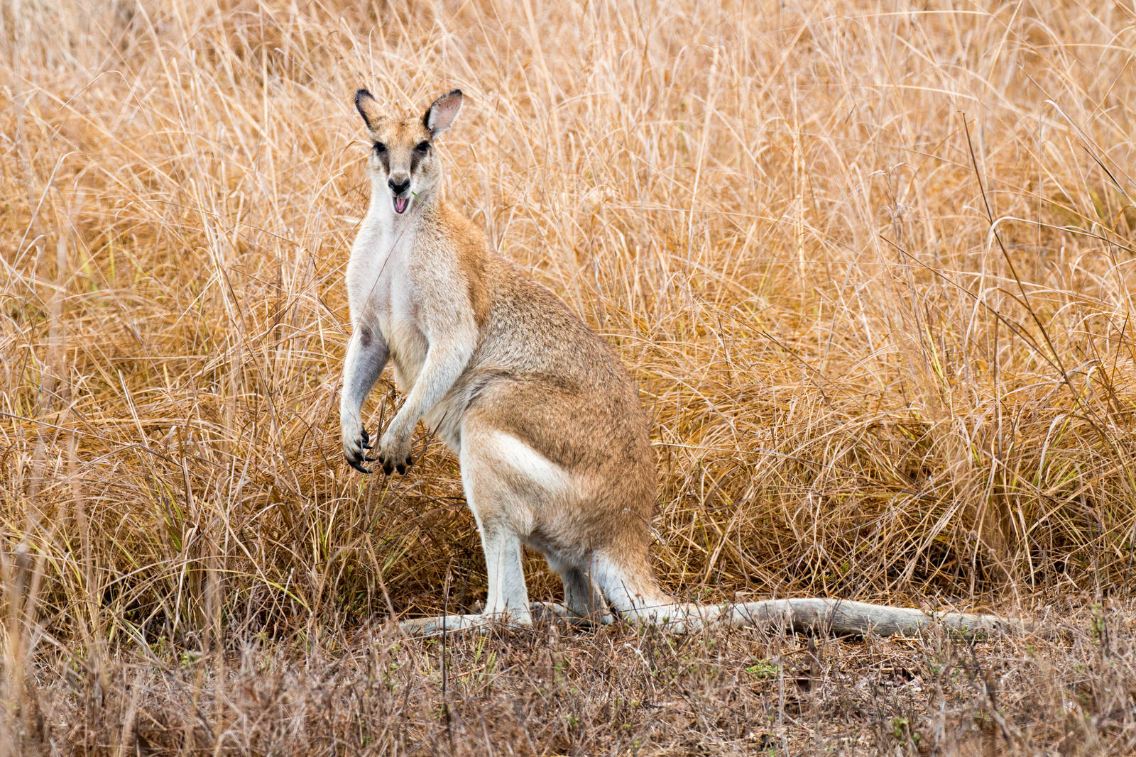 Agile Wallaby