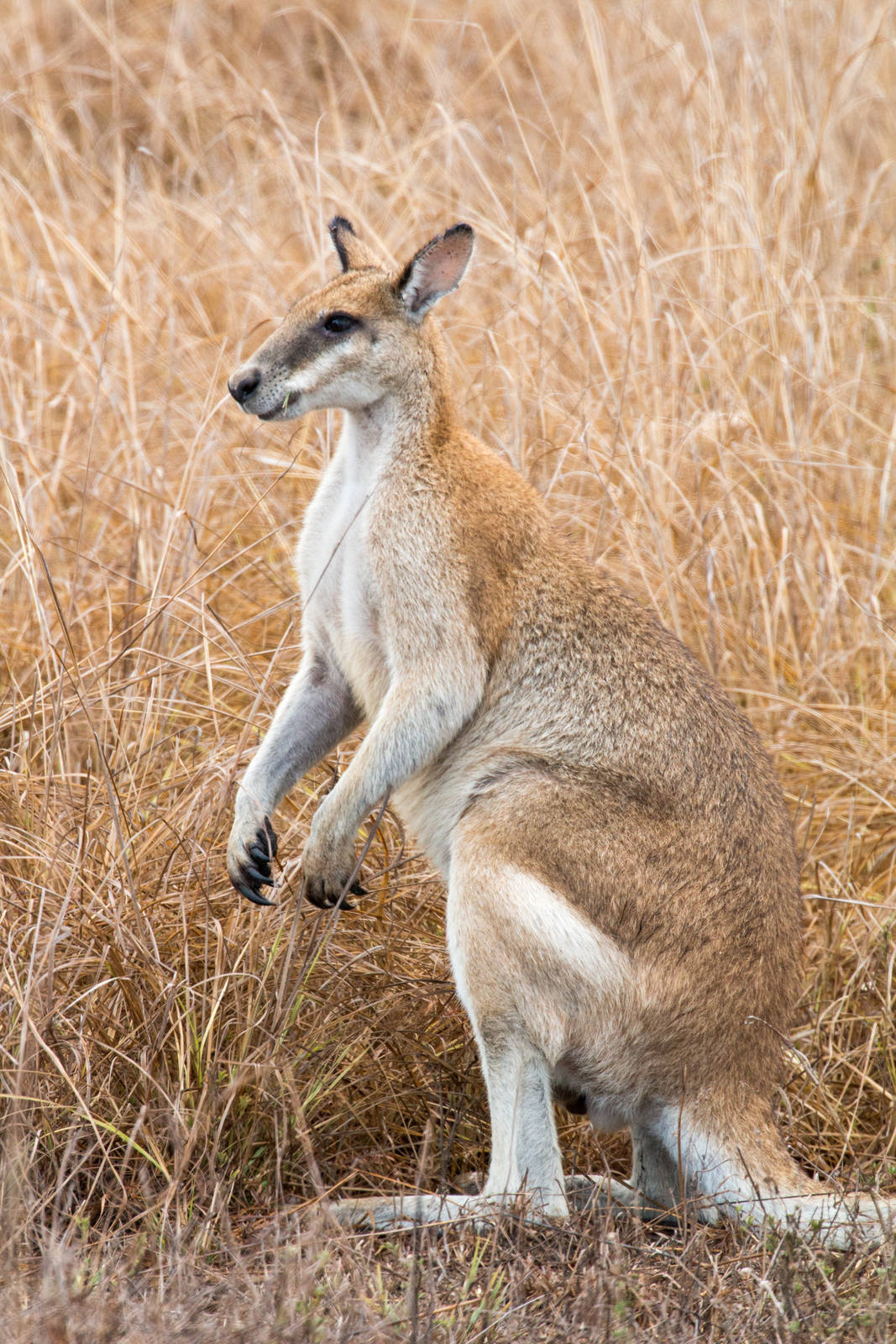 Agile Wallaby